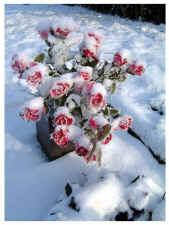 Snowy roses.jpg (74837 bytes)